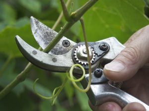 Pruning grapes