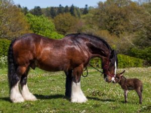 3-horse-donkey-1024x768
