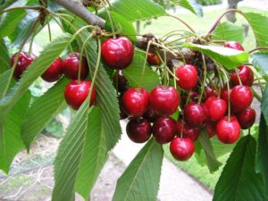 Cherry+Tree2