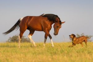 dog-and-horse-acupuncture