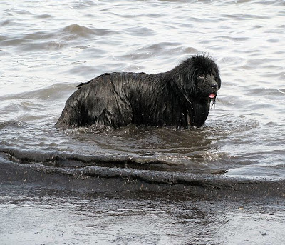 Pulled Safely to Shore