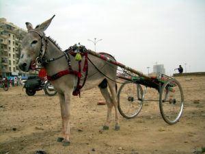 donkey cart