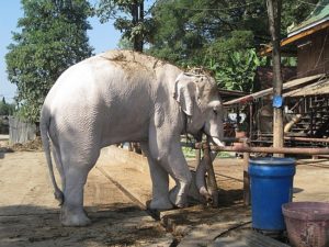 white elephant india