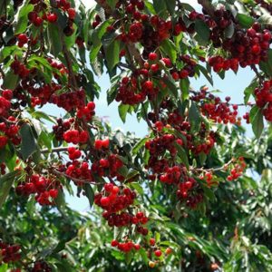 cherry tree cherries