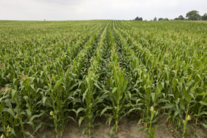 cornfield no treasure in heaven